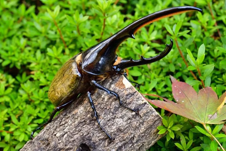 Su that te ngua ve loai bo ky la giong 'ngoai hanh tinh'-Hinh-5