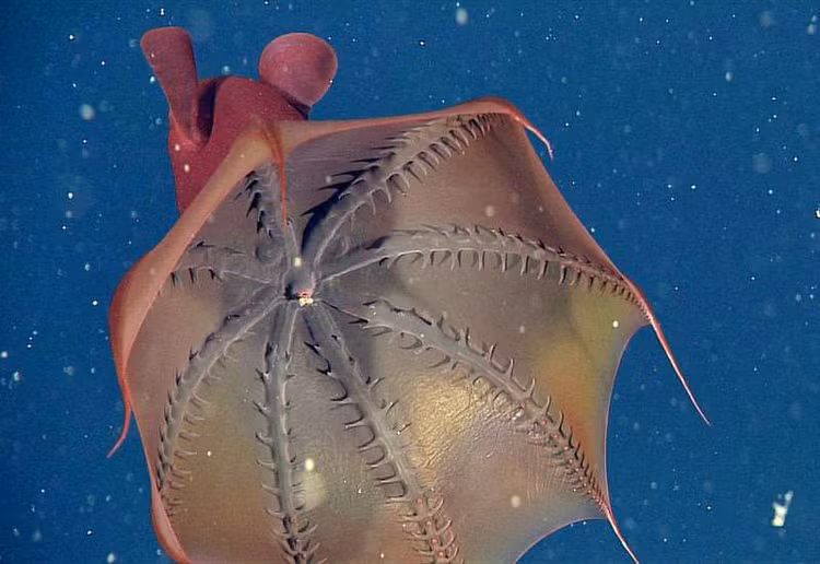 Dien kien nhung sinh vat ky la duoi dai duong sau tham-Hinh-3