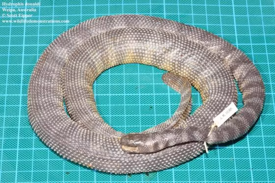 Ve ngoai bi hiem cua loai ran bien cuc doc, gai chi chit tren bung