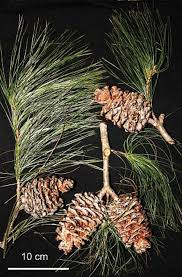 Thong 5 la moi phat hien o Viet Nam co gi dac biet?