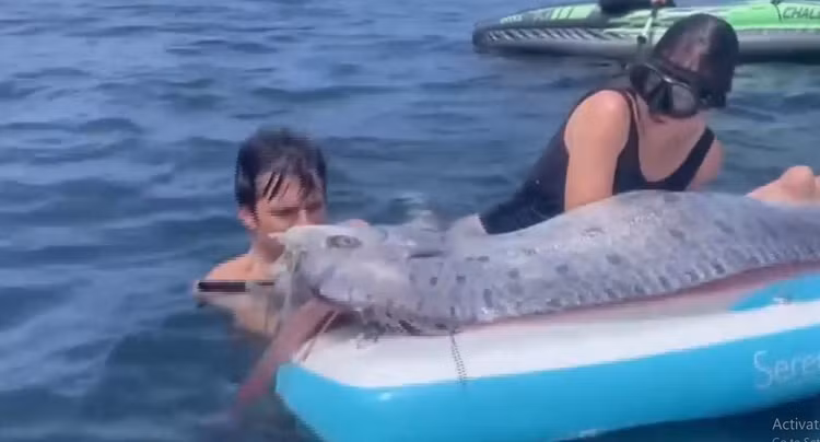 Cheo thuyen kayak, bat ngo dung trung 'ca tan the'