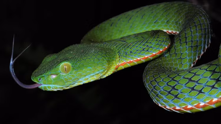 Kham pha bat ngo ve loai ran doc moi xuat hien o Ninh Thuan-Hinh-6