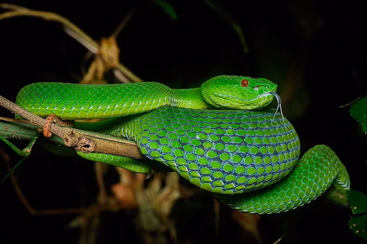 Kham pha bat ngo ve loai ran doc moi xuat hien o Ninh Thuan-Hinh-5