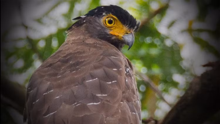 Can canh loai chim quy trong Sach Do Viet Nam, san ran “thanh than”-Hinh-2