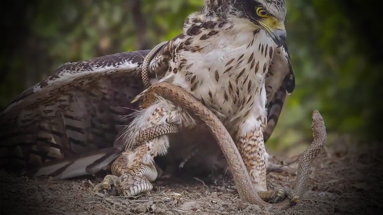 Can canh loai chim quy trong Sach Do Viet Nam, san ran “thanh than”-Hinh-6