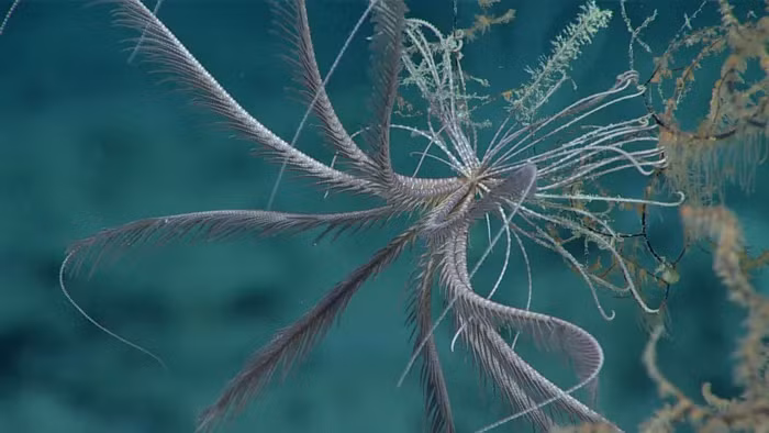 Quai vat “ngoai hanh tinh” nau duoi bien sau, co 20 canh tay ky di-Hinh-4