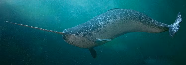 Ngam loai ca co chiec sung nhu ky lan huyen thoai trong truyen thuyet