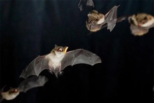 Top dong vat say xin hon con nguoi, so 4 pho bien o Viet Nam-Hinh-2