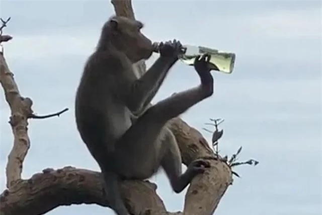 Top dong vat say xin hon con nguoi, so 4 pho bien o Viet Nam-Hinh-5