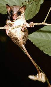 Top dong vat say xin hon con nguoi, so 4 pho bien o Viet Nam