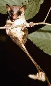 Top dong vat say xin hon con nguoi, so 4 pho bien o Viet Nam