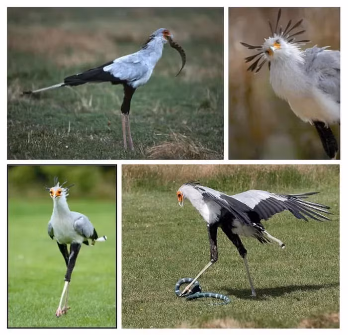 Loai chim dep nhu thien than nhung dich thi sat thu mau lanh-Hinh-7