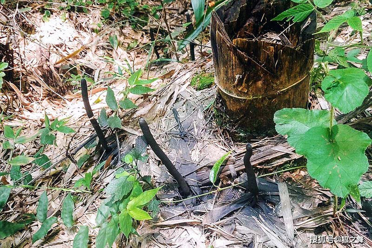 Len nui dung trung qua trung la, soc nang khi biet gia tri that-Hinh-6