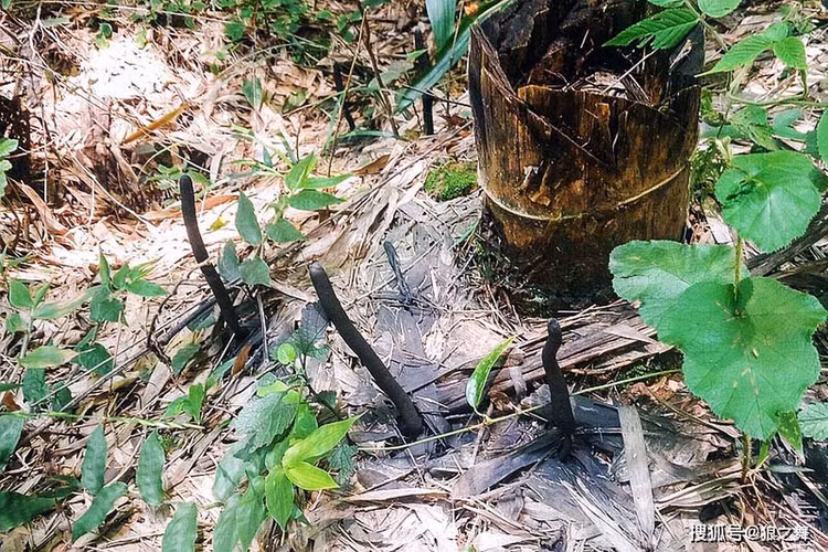 Len nui dung trung qua trung la, soc nang khi biet gia tri that-Hinh-6