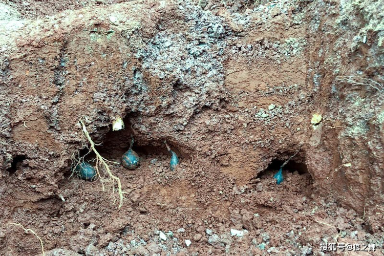 Len nui dung trung qua trung la, soc nang khi biet gia tri that-Hinh-3