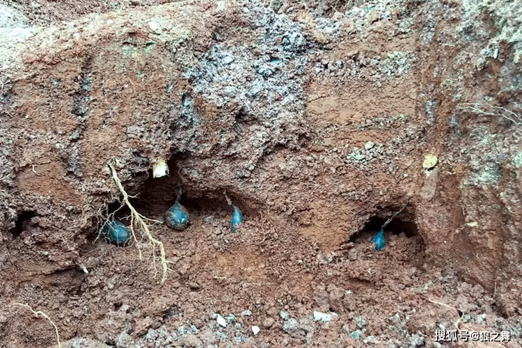 Len nui dung trung qua trung la, soc nang khi biet gia tri that-Hinh-3