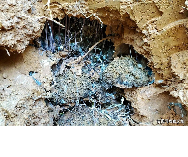 Len nui dung trung qua trung la, soc nang khi biet gia tri that-Hinh-8