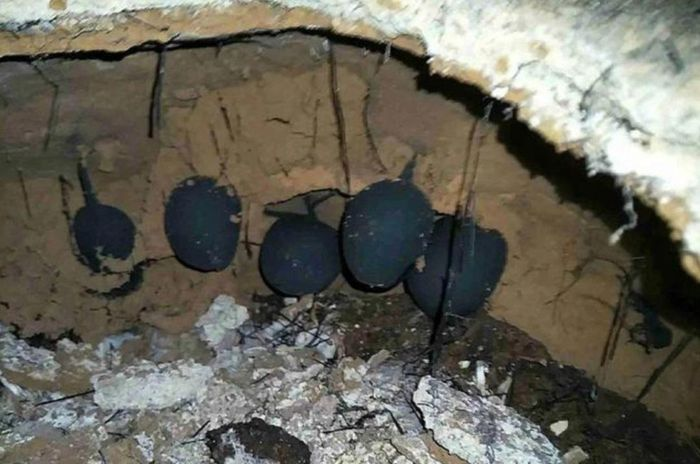 Len nui dung trung qua trung la, soc nang khi biet gia tri that