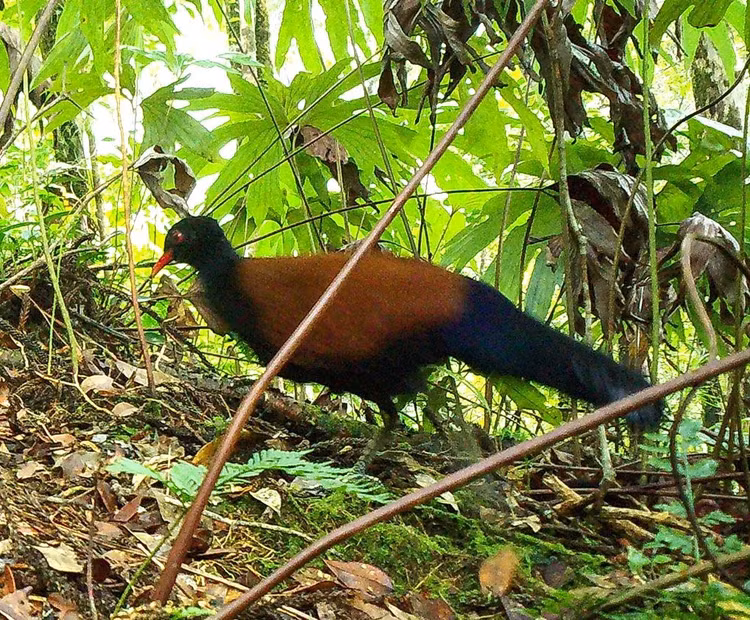 Kinh ngac sinh vat tuyet tich 140 nam bat ngo tai sinh ky dieu-Hinh-2