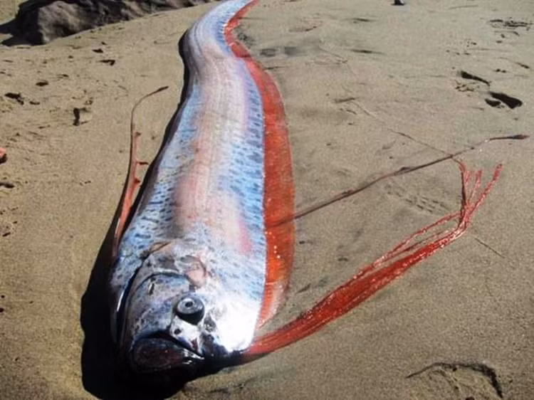 Phat sot ca mai cheo khong lo xuat hien tren bai bien o Philippines-Hinh-3