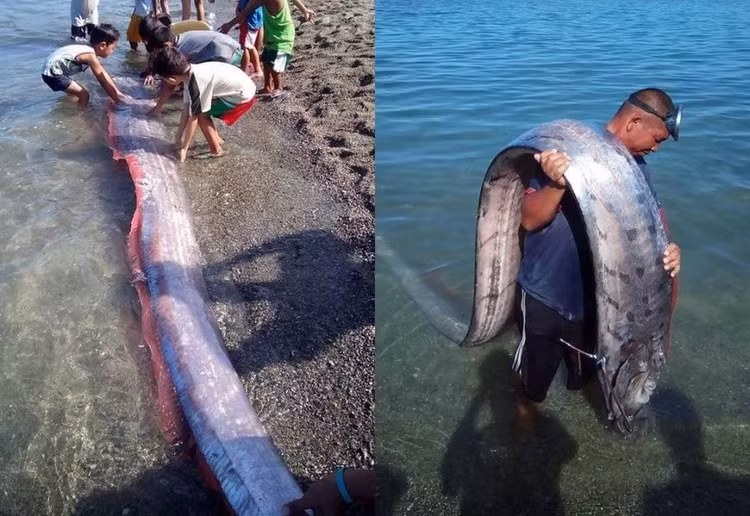 Phat sot ca mai cheo khong lo xuat hien tren bai bien o Philippines-Hinh-7