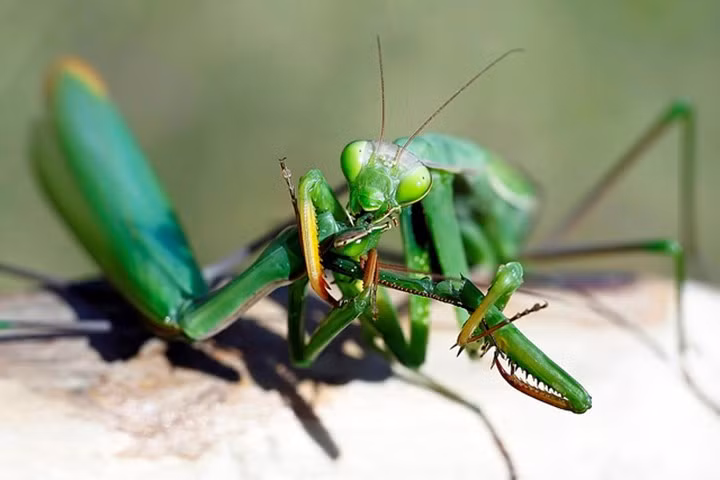 Bo tay top dong vat “xoi” luon ban tinh sau khi an ai-Hinh-2