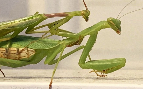 Bo tay top dong vat “xoi” luon ban tinh sau khi an ai