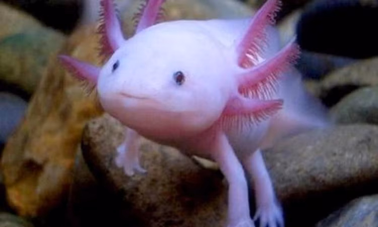 Ky la loai “khung long 6 sung” tre mai khong gia-Hinh-10