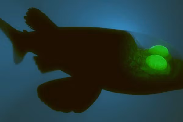 Giat minh loai ca lap di nhat bien sau: Dau trong suot, mat xoay nguoc-Hinh-8