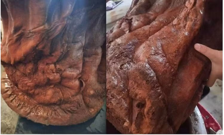 Mang khuc go do ve nha, ai ngo la “bau vat” Troi ban-Hinh-2