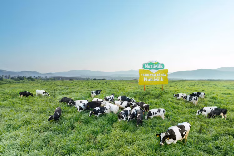 Sữa Tươi Tươi Sạch NutiMilk dinh dưỡng chuẩn cao chào sân với diện mạo bắt mắt - Hình 2 Sua Tuoi Tuoi Sach NutiMilk dinh duong chuan cao chao san voi dien mao bat mat-Hinh-2