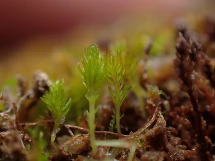 Phat hien soc thu pham gay tuyet chung “hoa thach song” Tay Tang-Hinh-4