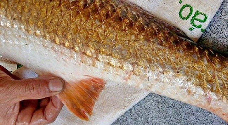 Tan muc ca vay vang long lanh sa luoi ngu dan Nghe An-Hinh-12