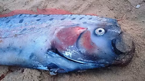 Top thuy quai co that dang so nhat hanh tinh: So 6 o Viet Nam-Hinh-8