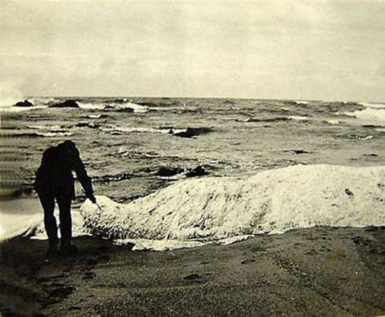 Top thuy quai co that dang so nhat hanh tinh: So 6 o Viet Nam-Hinh-4