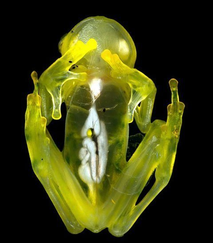 “Ma rung” Nam My: Sinh vat so huu sieu nang luc doc nhat vo nhi-Hinh-8