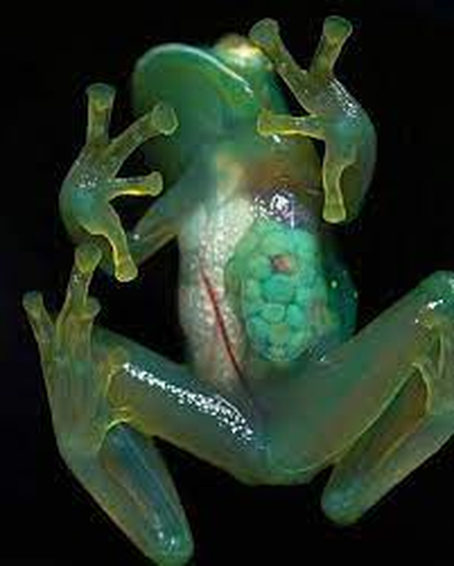 “Ma rung” Nam My: Sinh vat so huu sieu nang luc doc nhat vo nhi-Hinh-6