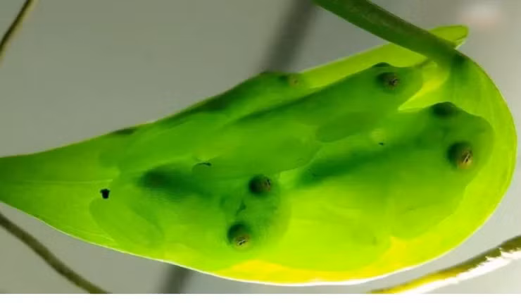 “Ma rung” Nam My: Sinh vat so huu sieu nang luc doc nhat vo nhi-Hinh-2