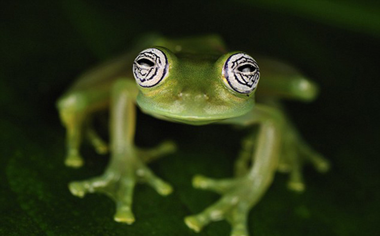 “Ma rung” Nam My: Sinh vat so huu sieu nang luc doc nhat vo nhi-Hinh-7