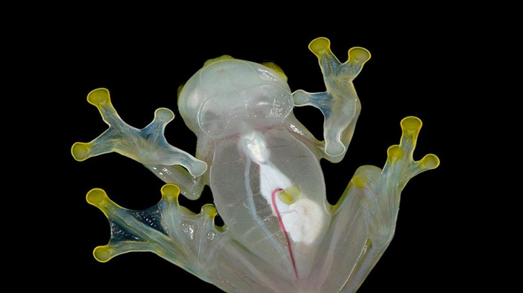 “Ma rung” Nam My: Sinh vat so huu sieu nang luc doc nhat vo nhi-Hinh-5