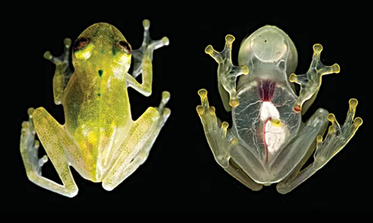 “Ma rung” Nam My: Sinh vat so huu sieu nang luc doc nhat vo nhi-Hinh-3