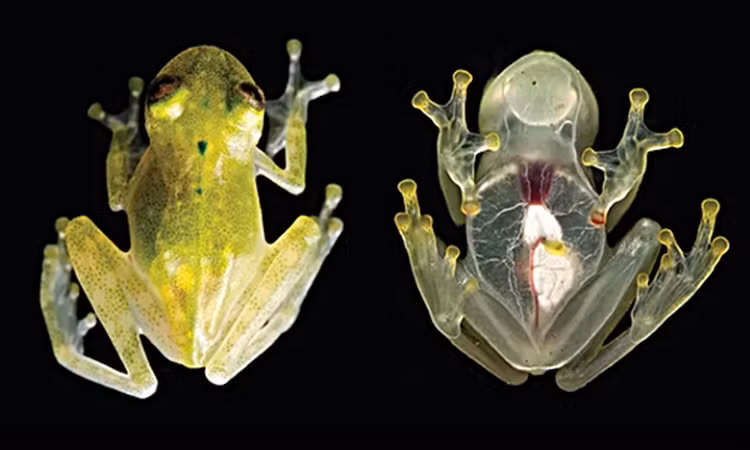 “Ma rung” Nam My: Sinh vat so huu sieu nang luc doc nhat vo nhi-Hinh-3