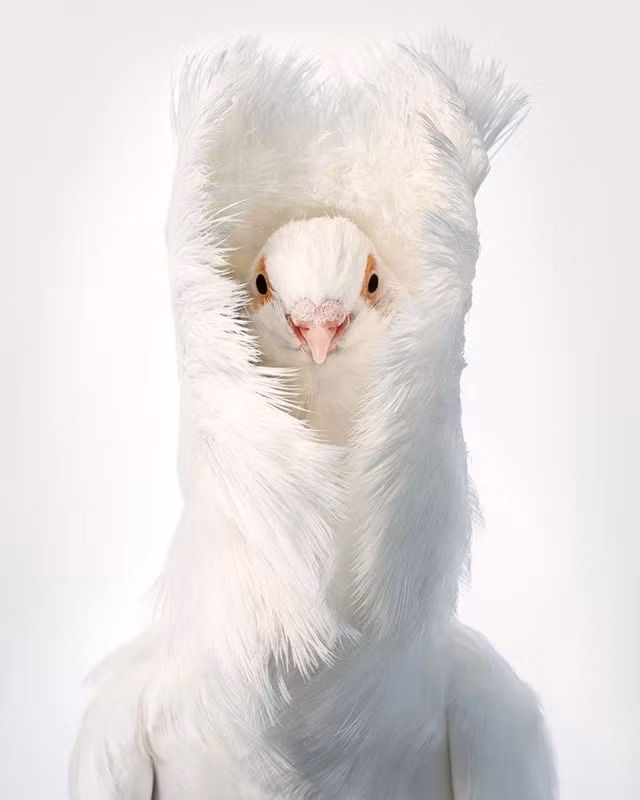 10 loai chim so huu ve dep sieu thuc quy hiem nhat hanh tinh-Hinh-5