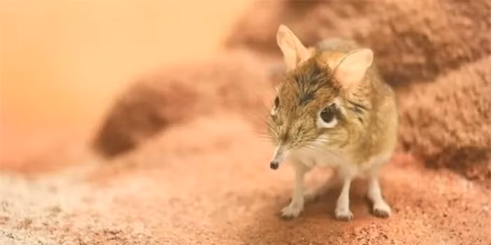 Bí mật “voi tí hon” mất hút nửa thế kỷ bỗng tái xuất kỳ diệu - Hình 5 Bi mat “voi ti hon” mat hut nua the ky bong tai xuat ky dieu-Hinh-5