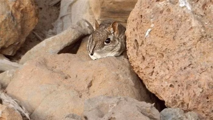 Bí mật “voi tí hon” mất hút nửa thế kỷ bỗng tái xuất kỳ diệu - Hình 2 Bi mat “voi ti hon” mat hut nua the ky bong tai xuat ky dieu-Hinh-2
