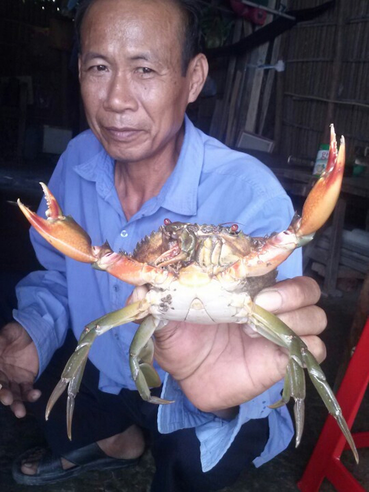 Doc la cua bien song co mau cam nhu cua luoc-Hinh-5