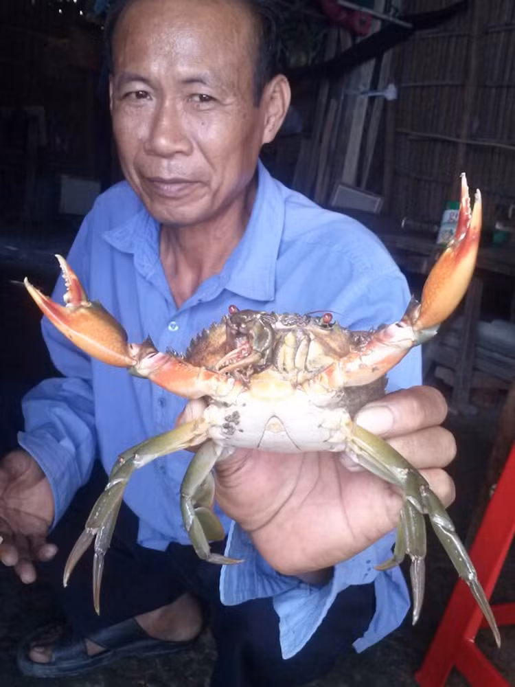 Doc la cua bien song co mau cam nhu cua luoc-Hinh-5