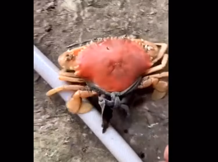 Doc la cua bien song co mau cam nhu cua luoc-Hinh-3