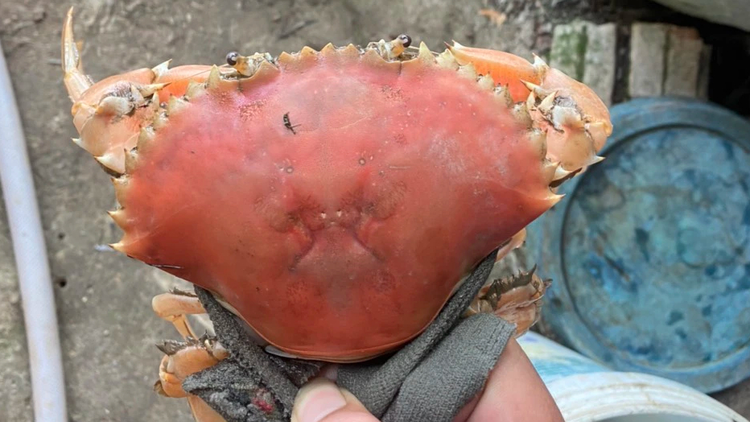 Doc la cua bien song co mau cam nhu cua luoc