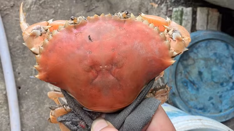 Doc la cua bien song co mau cam nhu cua luoc